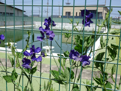 DSC04990