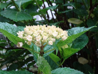 DSC05677
