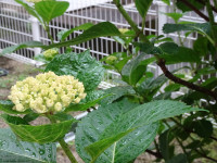 DSC05678
