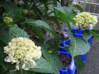 DSC05679