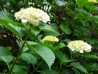 DSC05807