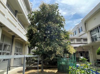 四国中央市立中曽根小学校